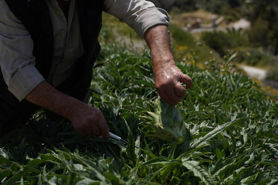 CRETAN EARTH - Stella Villas